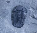 Prone New York Eldredgeops Trilobite #2518-1